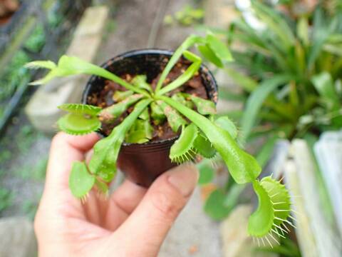 商品一覧 - Y's Exotics （山田食虫植物農園）