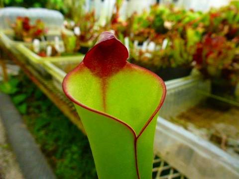 Heliamphora sp.Venamo x minor var.pilosa