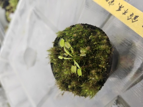 E173 5-1 Dionaea muscipula "Minor" CK