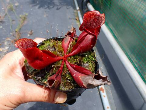 商品一覧 - Y's Exotics （山田食虫植物農園）