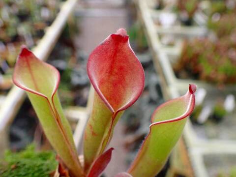 ヘリアンフォラ3点セット みょん 商品一覧 - Y's Exotics （山田食虫植物農園）