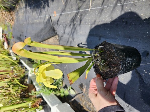 商品一覧 - Y's Exotics （山田食虫植物農園）