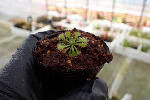 Drosera（モウセンゴケ）の商品一覧 | Y's Exotics （山田食虫植物農園）