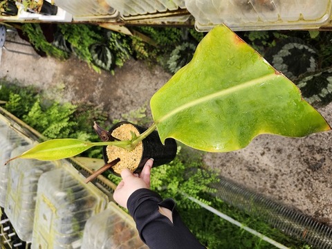 E264 1-3 N. truncata x ephippiata EP 