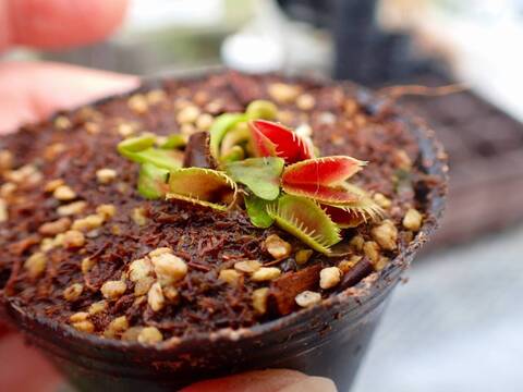 Y628 4-1 Dionaea muscipula 鈴木系 実生