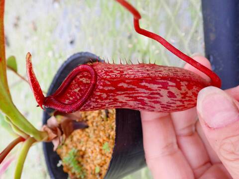 P926 5-3 N. peltata x ventricosa red 山本