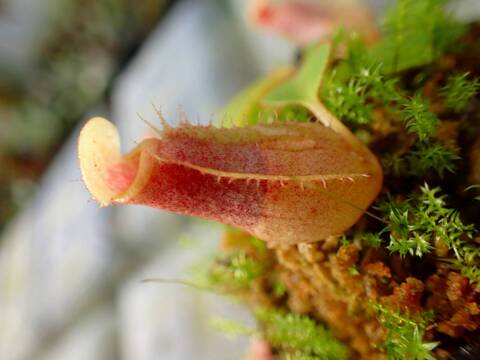 E586 1-4 N. veitchii H/L (K) striped / red from EP x rajah Tambuyukon Y's