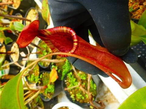 食虫植物 ネペンテス ウツボカズラ Nepenthes truncata red