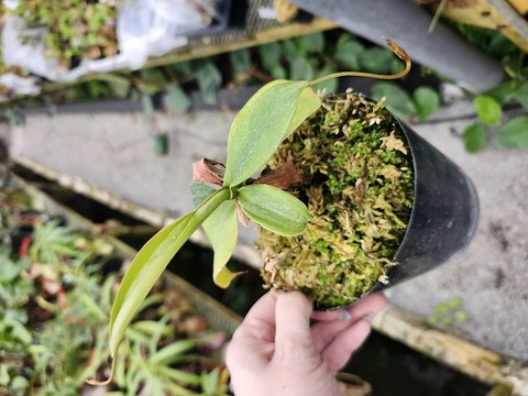 G897 1-2 N. xmerrilliata (giant) wild TH 