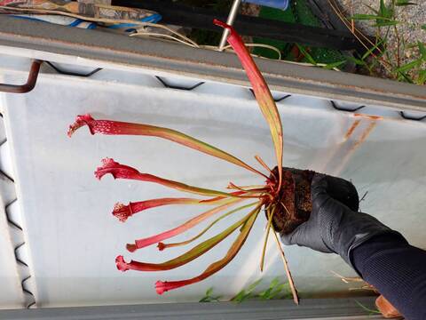 Y391 2H S. leucophylla x xStevensii