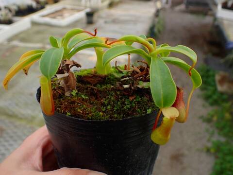 商品一覧 - Y's Exotics （山田食虫植物農園）