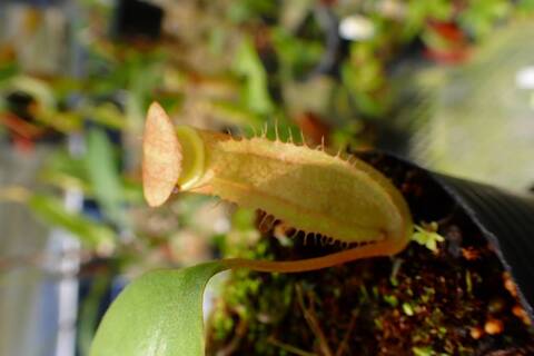 壺　実 Nepenthes（ネペンテス/ウツボカズラ）の商品一覧 | Y's Exotics