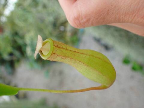 R335 3-2 #BBB N. ventrata