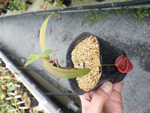 商品一覧 - Y's Exotics （山田食虫植物農園）