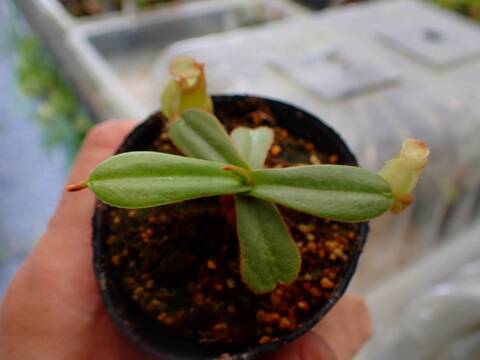 Y280 5-1 [YA-29] N. viellardii Mt. Kagnis Giant Y's Lab