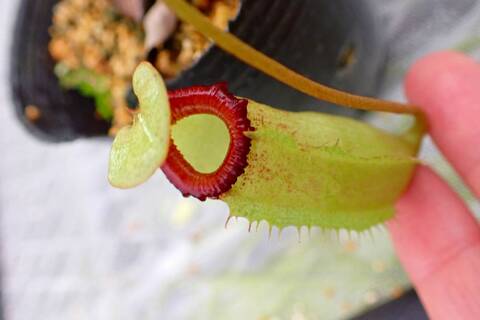 teatネペン Nepenthes（ネペンテス/ウツボカズラ）の商品一覧 | Y's Exotics