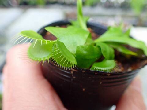Y799 3-2 Dionaea muscipula B52 Y's Lab