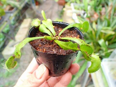 商品一覧 - Y's Exotics （山田食虫植物農園）
