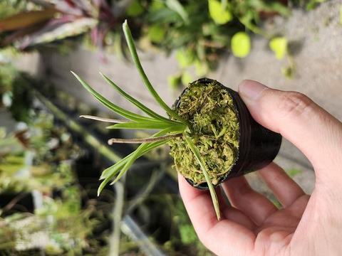 Brocchinia・Catopsis（ブロッキニア・カトプシス）の商品一覧