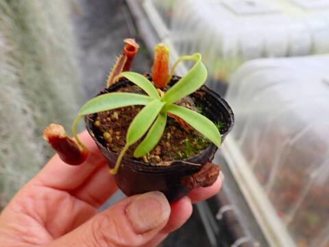 商品一覧 - Y's Exotics （山田食虫植物農園）