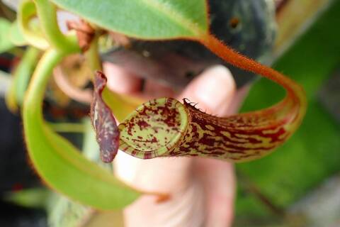 Nepenthes（ネペンテス/ウツボカズラ）の商品一覧 | Y's Exotics