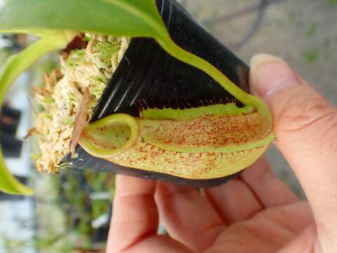 Y's Exotics （山田食虫植物農園）