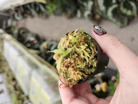 商品一覧 - Y's Exotics （山田食虫植物農園）