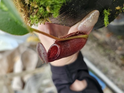 Nepenthes（ネペンテス/ウツボカズラ）の商品一覧 | Y's Exotics