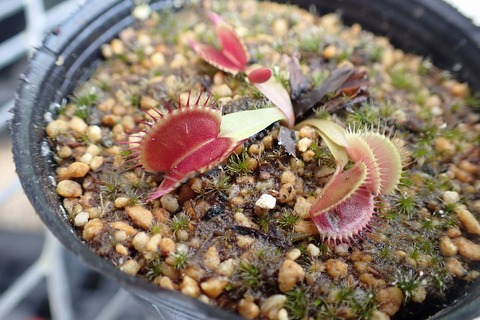 とも　ハエトリソウ　ガガイモ Amazon.co.jp: 食虫植物 ハエトリソウ G14 7.5cmポット