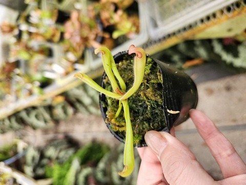 Catopsis morreniana giant form 食虫植物 Catopsis morreniana giant form 食虫植物