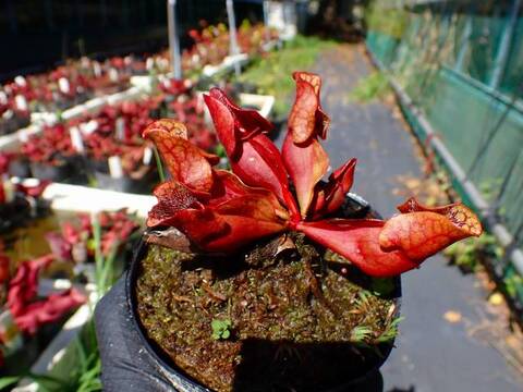 G480 S. purpurea ssp. venosa SWC
