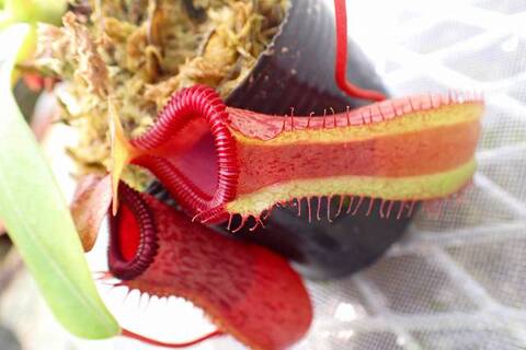 ゆうゆうネペンテス・ミランダ Nepenthes（ネペンテス/ウツボカズラ）の商品一覧 | Y's Exotics