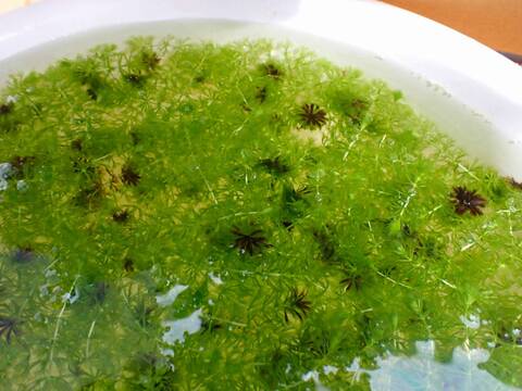 J137 1-1 Aldrovanda vesiculosa 京都巨椋池系統　１０芽