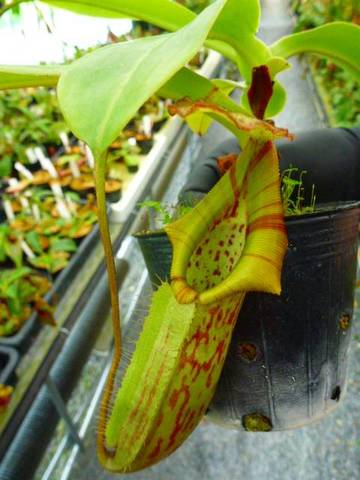 Nepenthes（ネペンテス/ウツボカズラ）の商品一覧 | Y's Exotics （山田食虫植物農園）