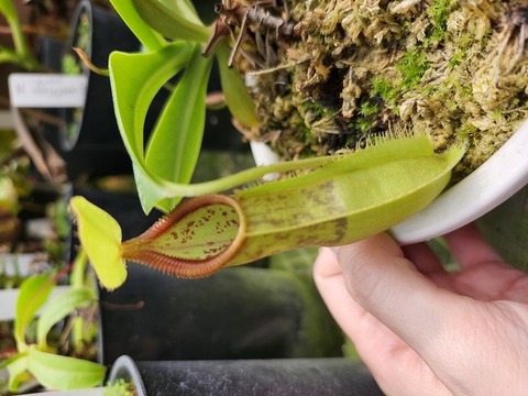 E632 1-3 N. spathulata x (ronchinii x hamata ) JS 