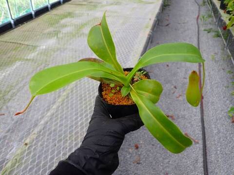 Y306 5-3 N. ventricosa (b) squat x truncaata Y's