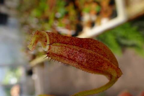 Nepenthes（ネペンテス/ウツボカズラ）の商品一覧 | Y's Exotics