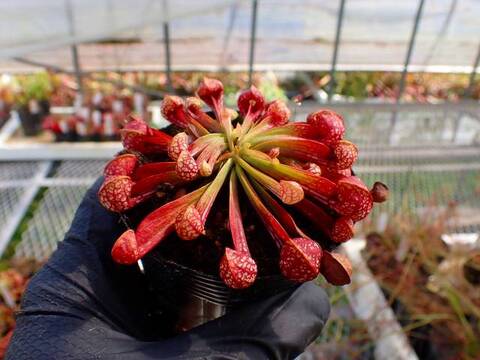 G278 4-1 S. psittacina var. okefenokeensis DeSoto CK