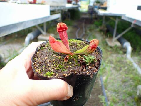 G825 4-1 S. purpurea sp. venosa var. burkii Araflora