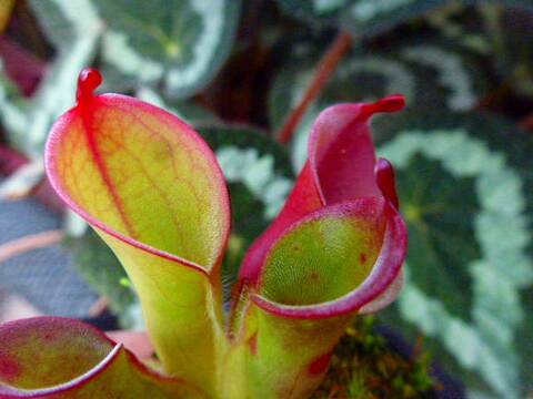 Heliamphora（ヘリアンフォラ）の商品一覧 | Y's Exotics （山田