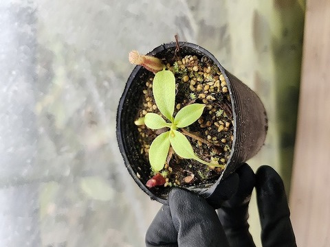 商品一覧 - Y's Exotics （山田食虫植物農園）