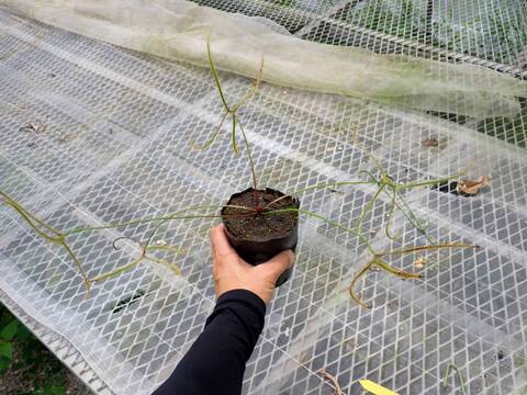 G249 4-1 D. binata var. dichotoma f. extrema (Giant plant) CK