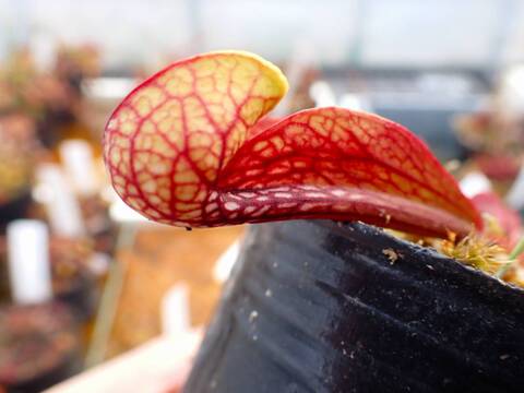 G197 4-1 S. psittacina parrot pitcher SWC