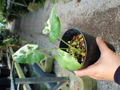 商品一覧 - Y's Exotics （山田食虫植物農園）