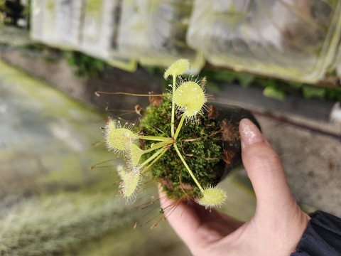 商品一覧 - Y's Exotics （山田食虫植物農園）