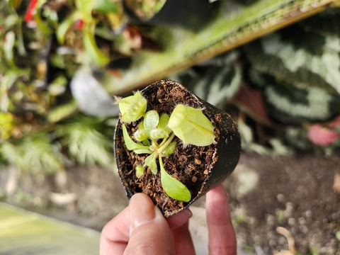 Cephalotus follicularis （セファロタス/フクロノユキノシタ