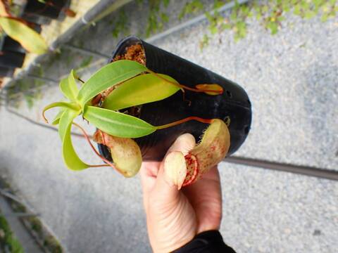 J213 5-3 N. ventricosa red (s) red x northiana 山本