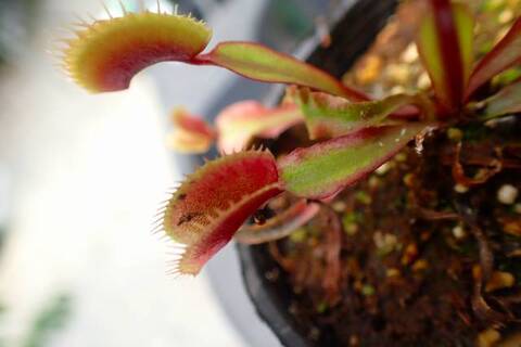 才蔵　ハエトリソウ ハエトリソウの種類について〜変遷と未来の可能性〜 - MAD