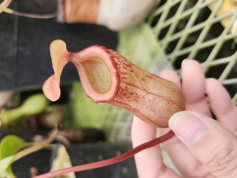 P729 1-2 N. ventricosa (x) x [(ventricosa x sibuyanensis) x (ventricosa x xtrusmadiensis)] EP