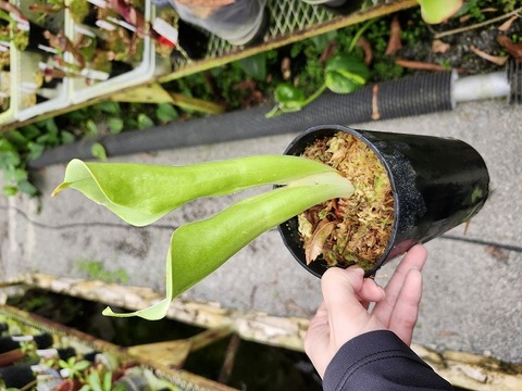 Heliamphora（ヘリアンフォラ）の商品一覧 | Y's Exotics （山田